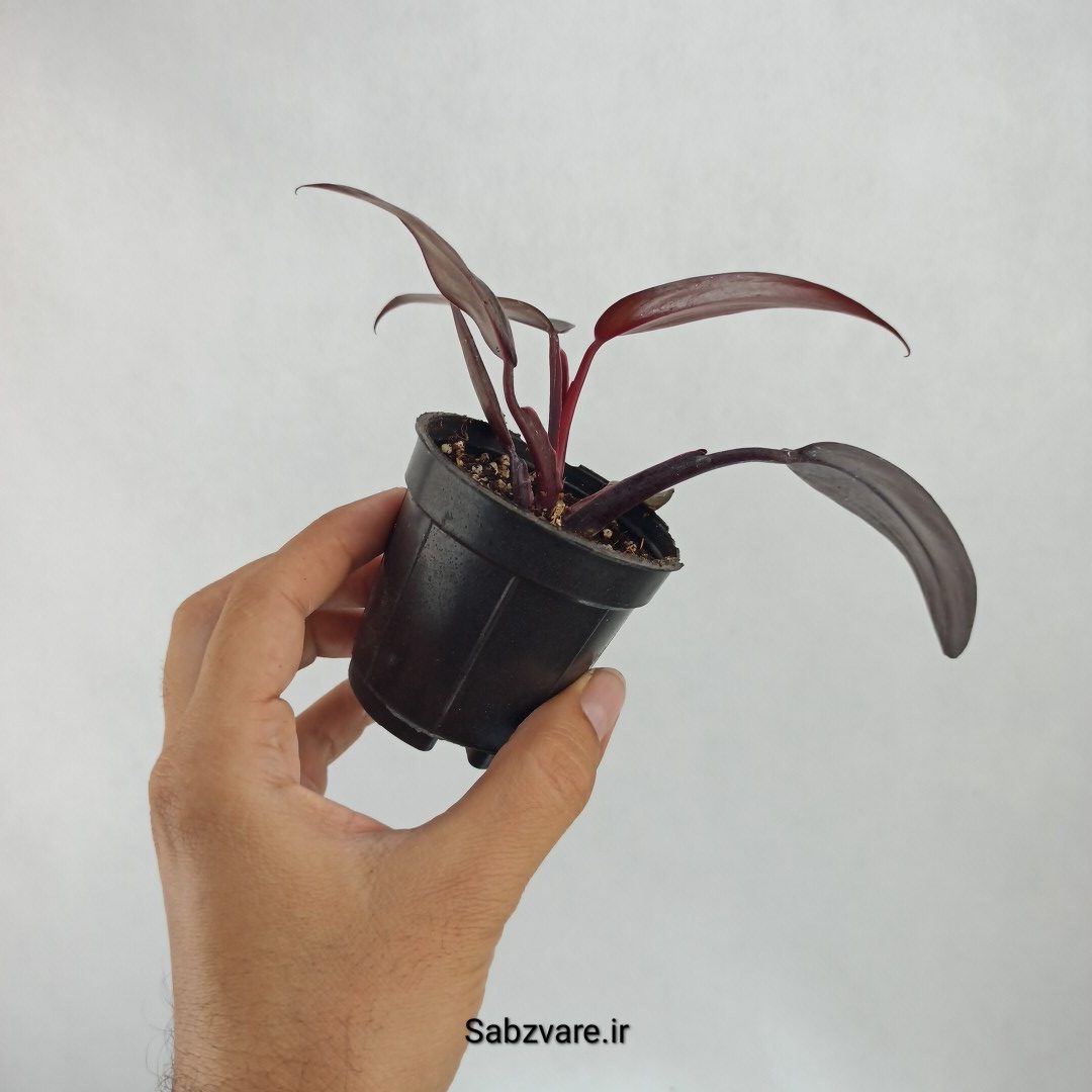 فیلودندرون پینک پرنسس (K23334) - Image 3