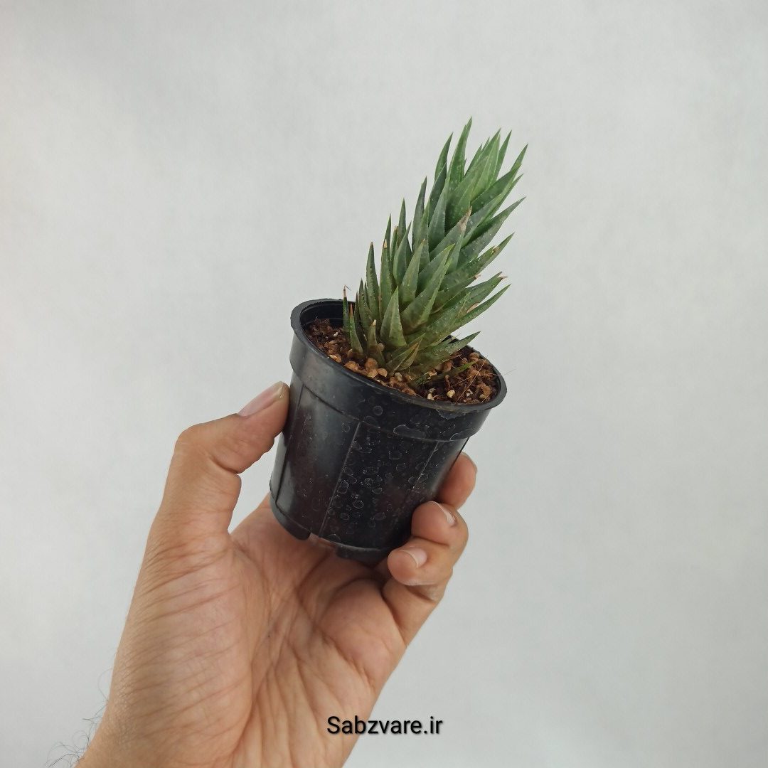 هاورتیا گلائوکا (K23338) - Image 3