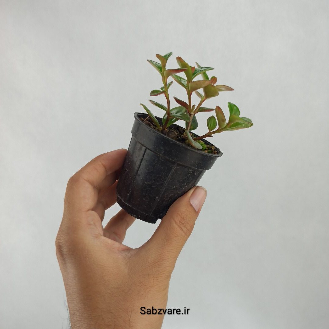 نماتانتوس یا گلدفیش (K23344) - Image 3