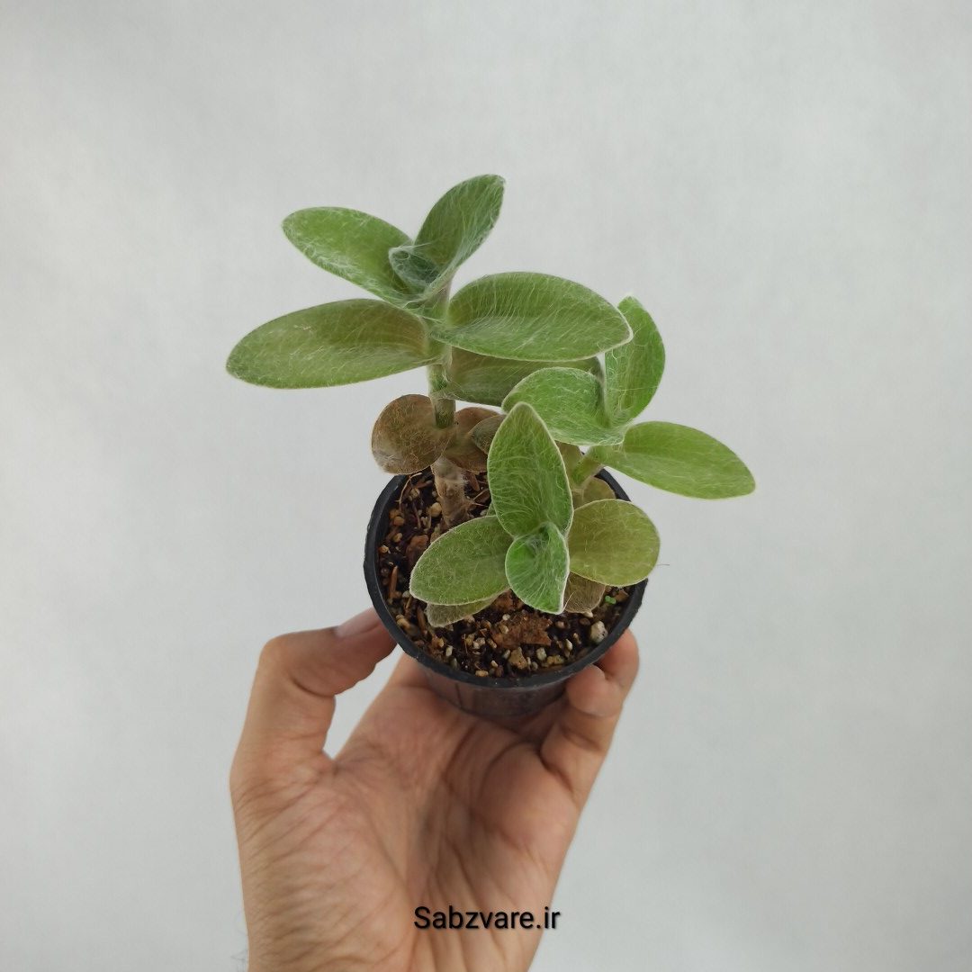 برگ بیدی تار عنکبوتی (K23345)