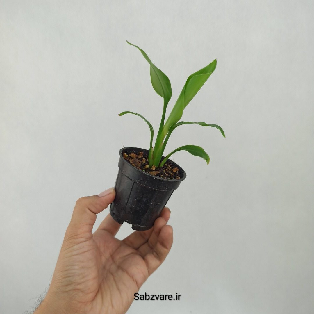 استرلیتزیا نیکولای (L23348) - Image 3