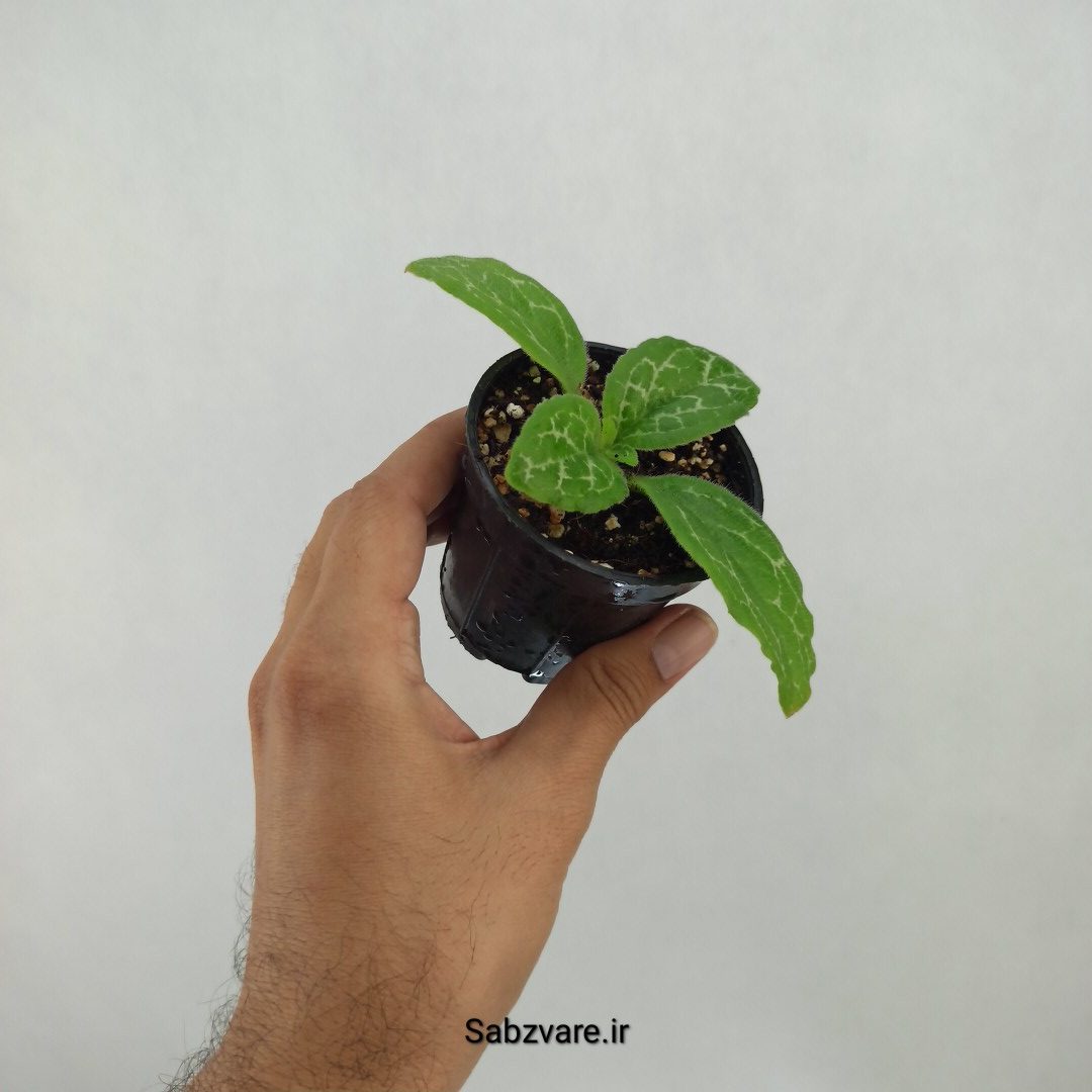 پریمولینا دستینی (L23355) - Image 2