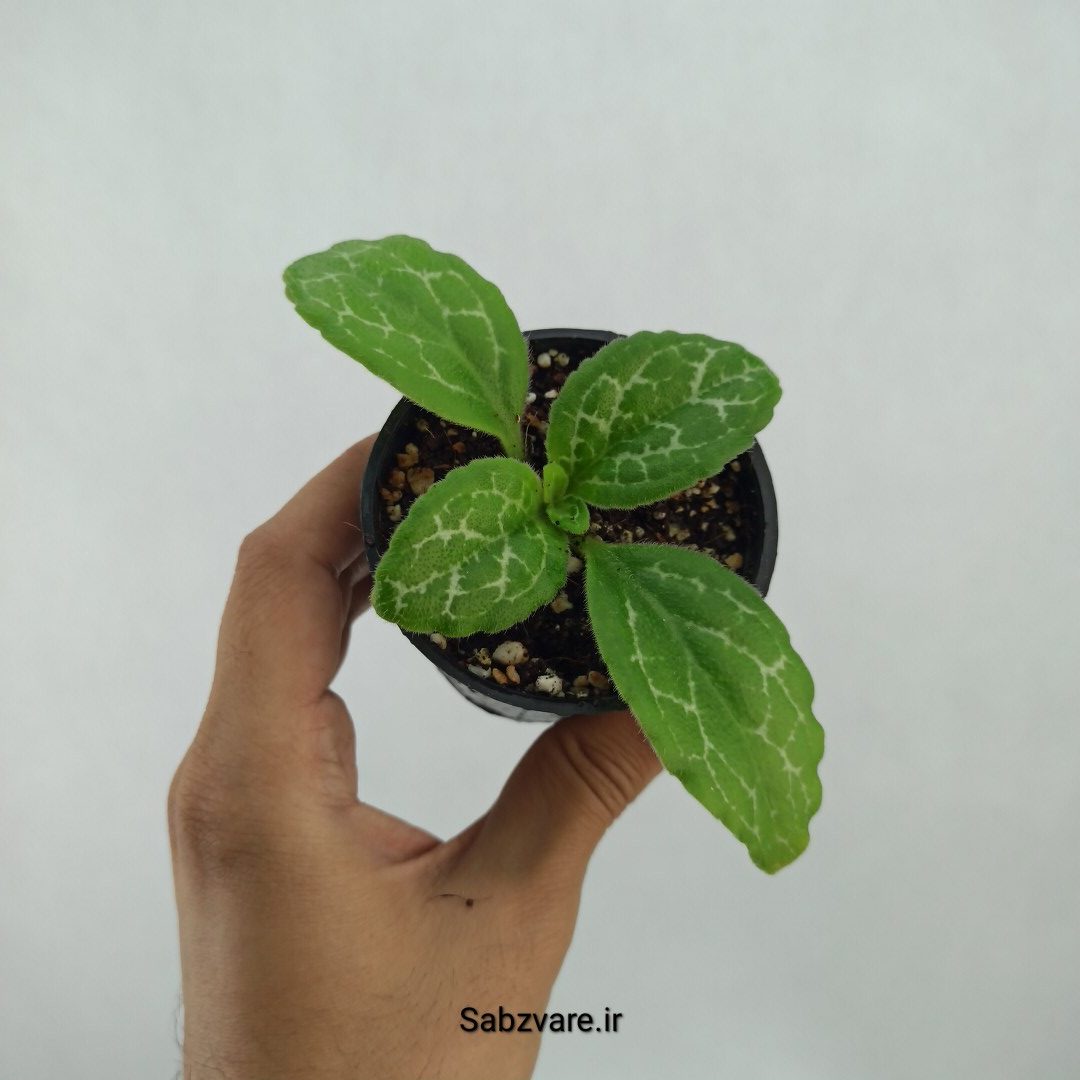 پریمولینا دستینی (L23355)