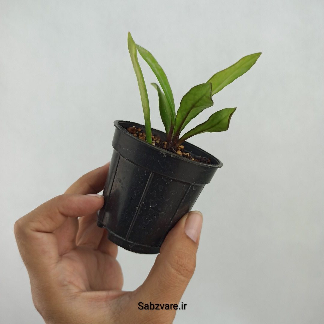 هویا پابیکالیکس (L23357) - Image 2
