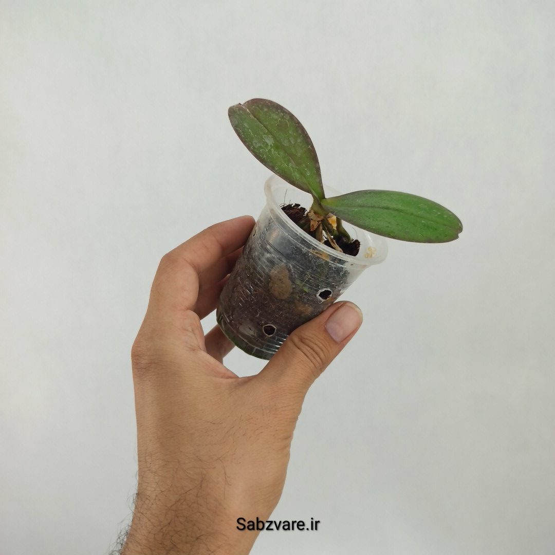 ارکیده فالانوپسیس (L23361) - Image 2
