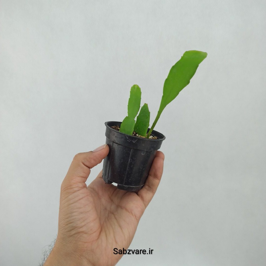اپیفیلوم فیلانتوس (ملکه شب) (L23366)