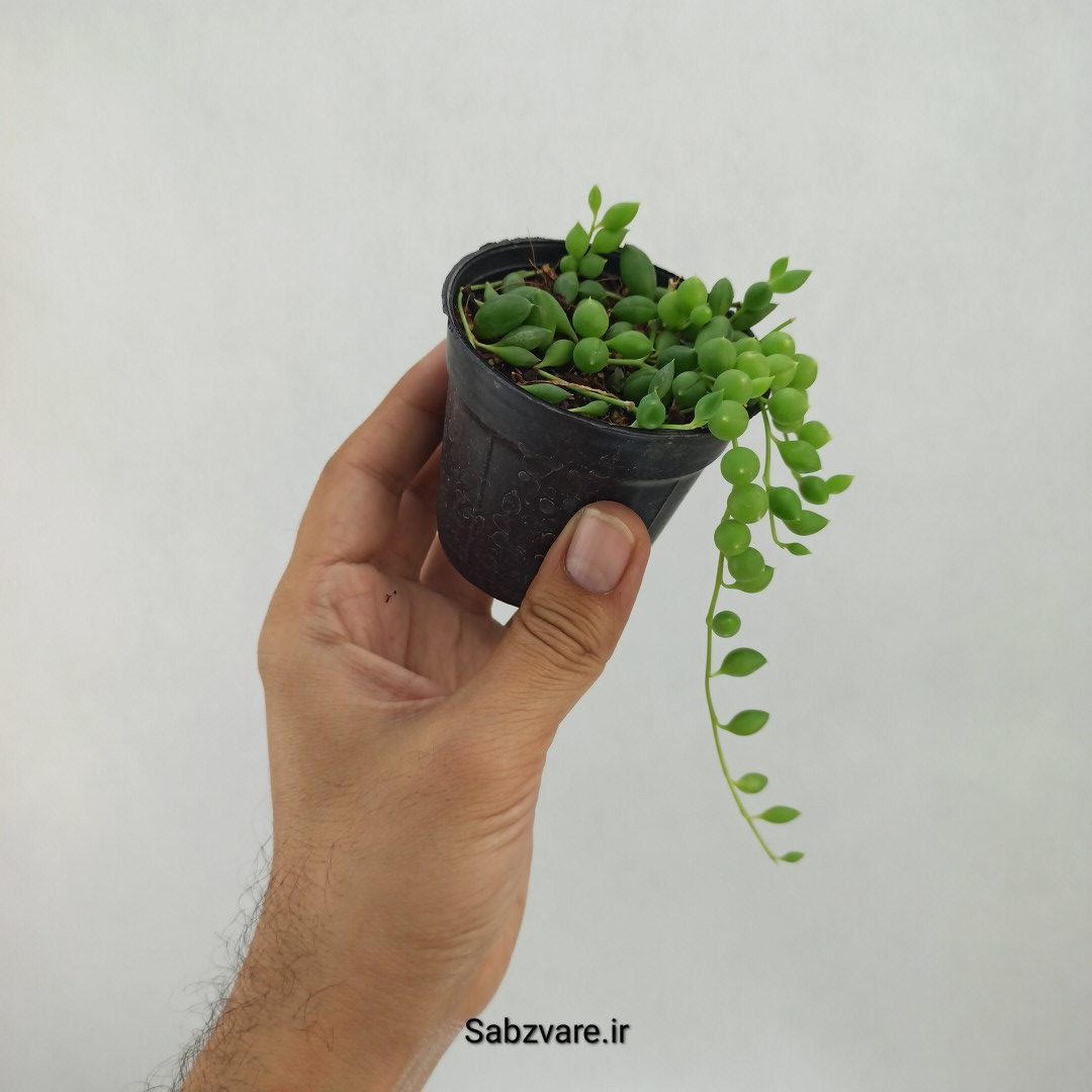 غوره ای (L23367)