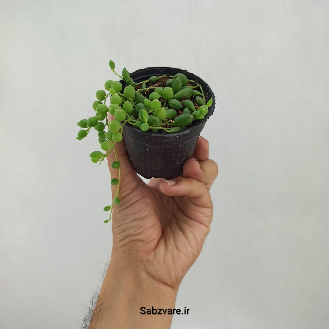 غوره ای (L23367) - Image 3