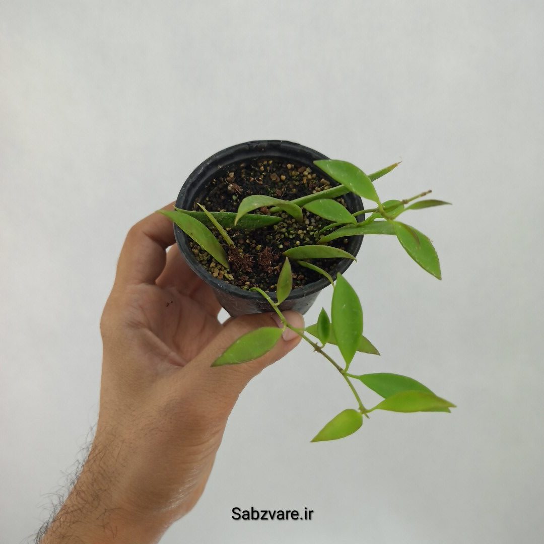 هویا تسانگی ادتیا (L23368)