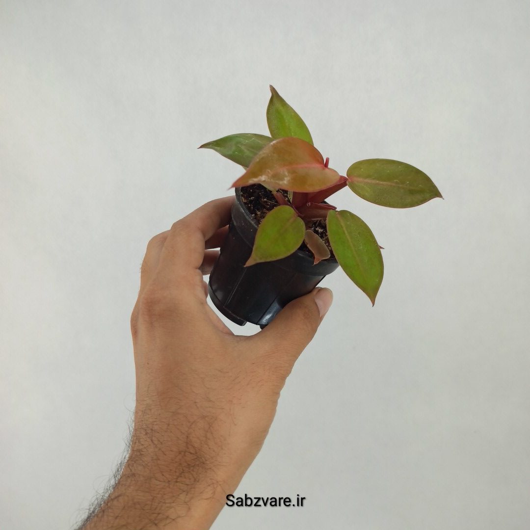 فیلودندرون پرتقالی (M23372) - Image 2