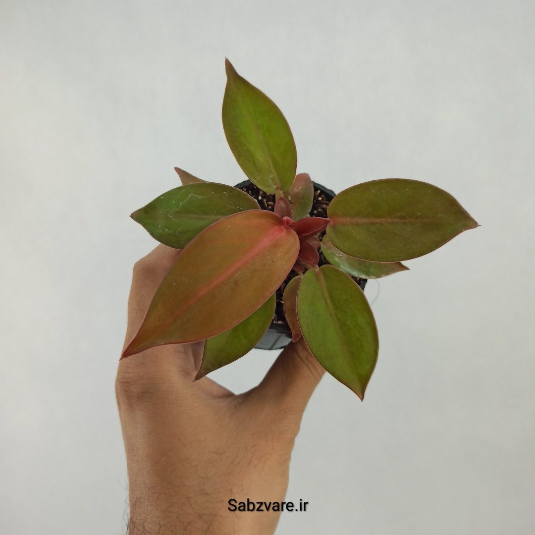فیلودندرون پرتقالی (M23372)