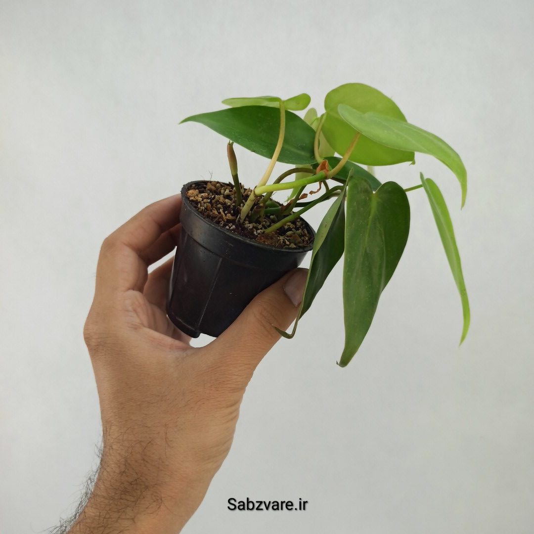 اسکاندنس سبز (M23375) - Image 3