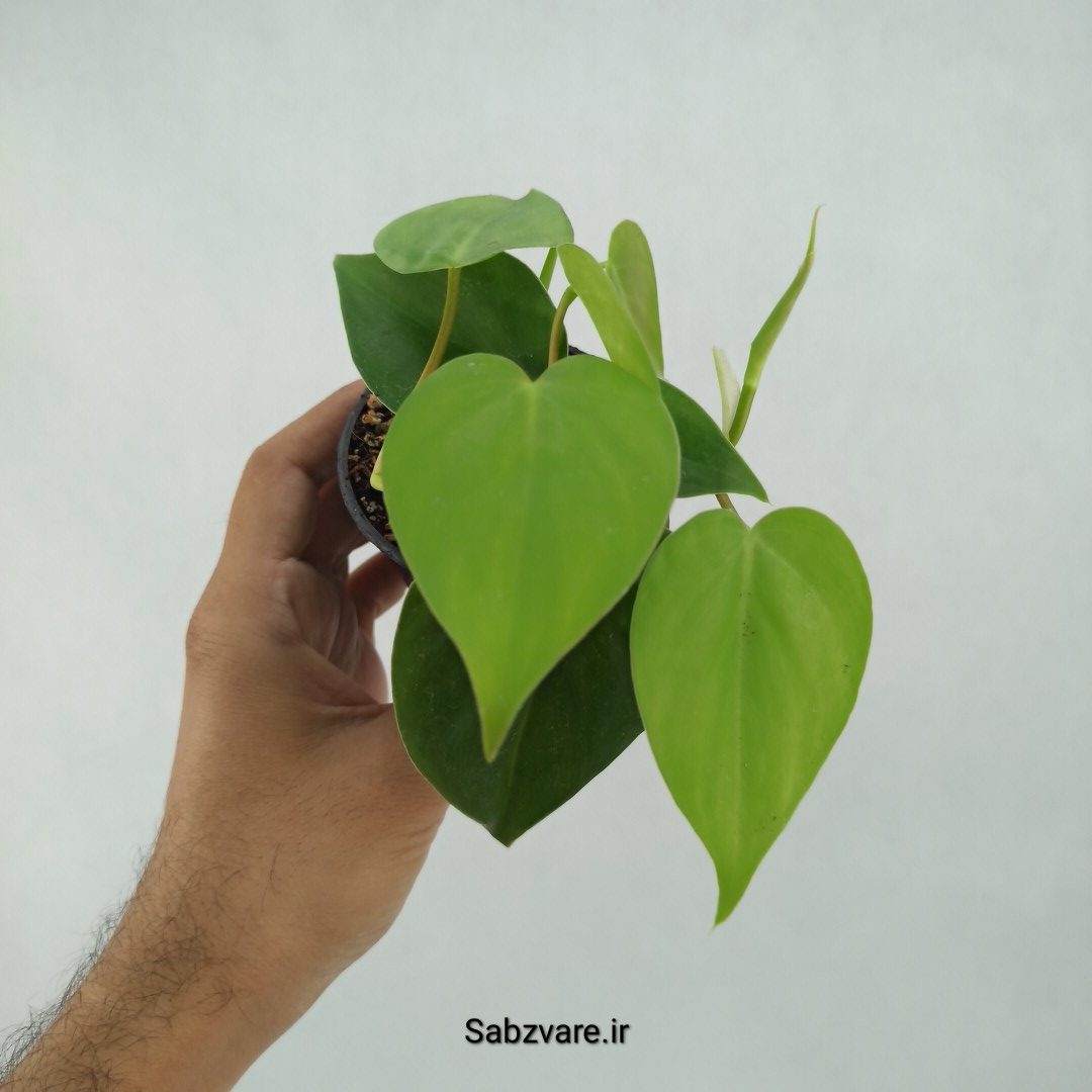 اسکاندنس سبز (M23375)