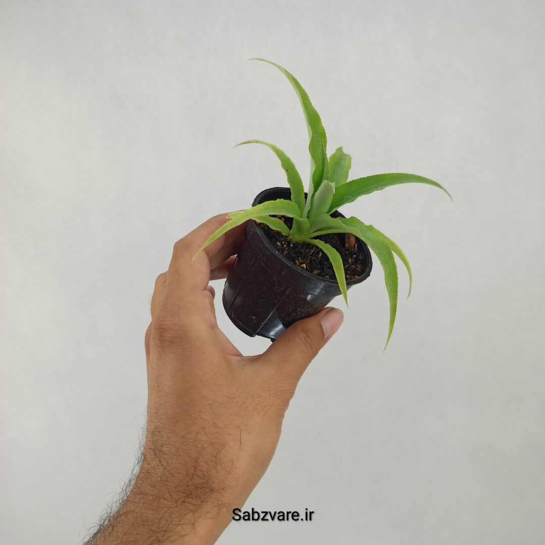 آناناس (M23376) - Image 2