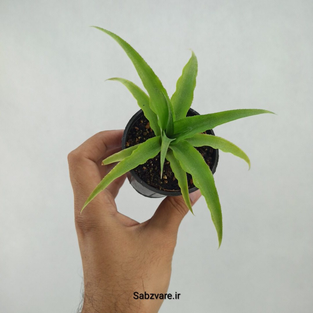 آناناس (M23376)