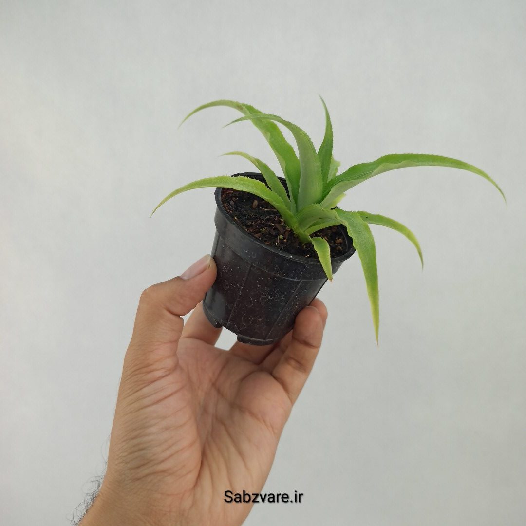 آناناس (M23376) - Image 3