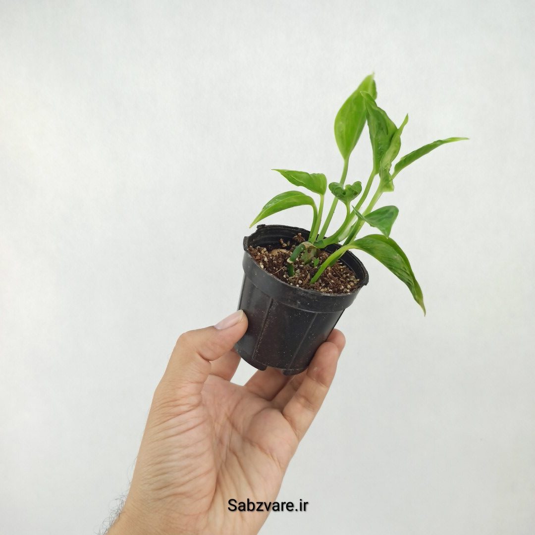 پتوس شانگریلا (M23379) - Image 3