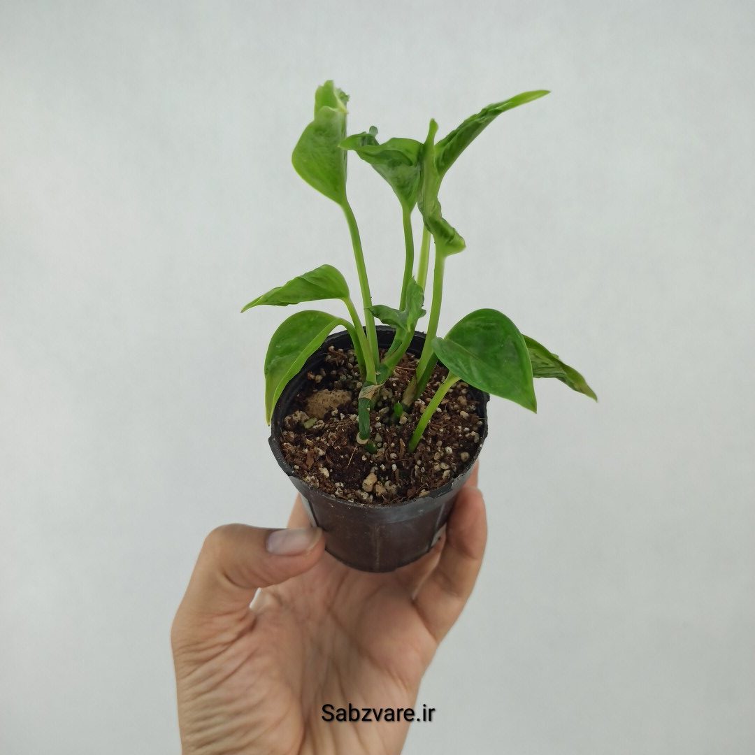 پتوس شانگریلا (M23379)