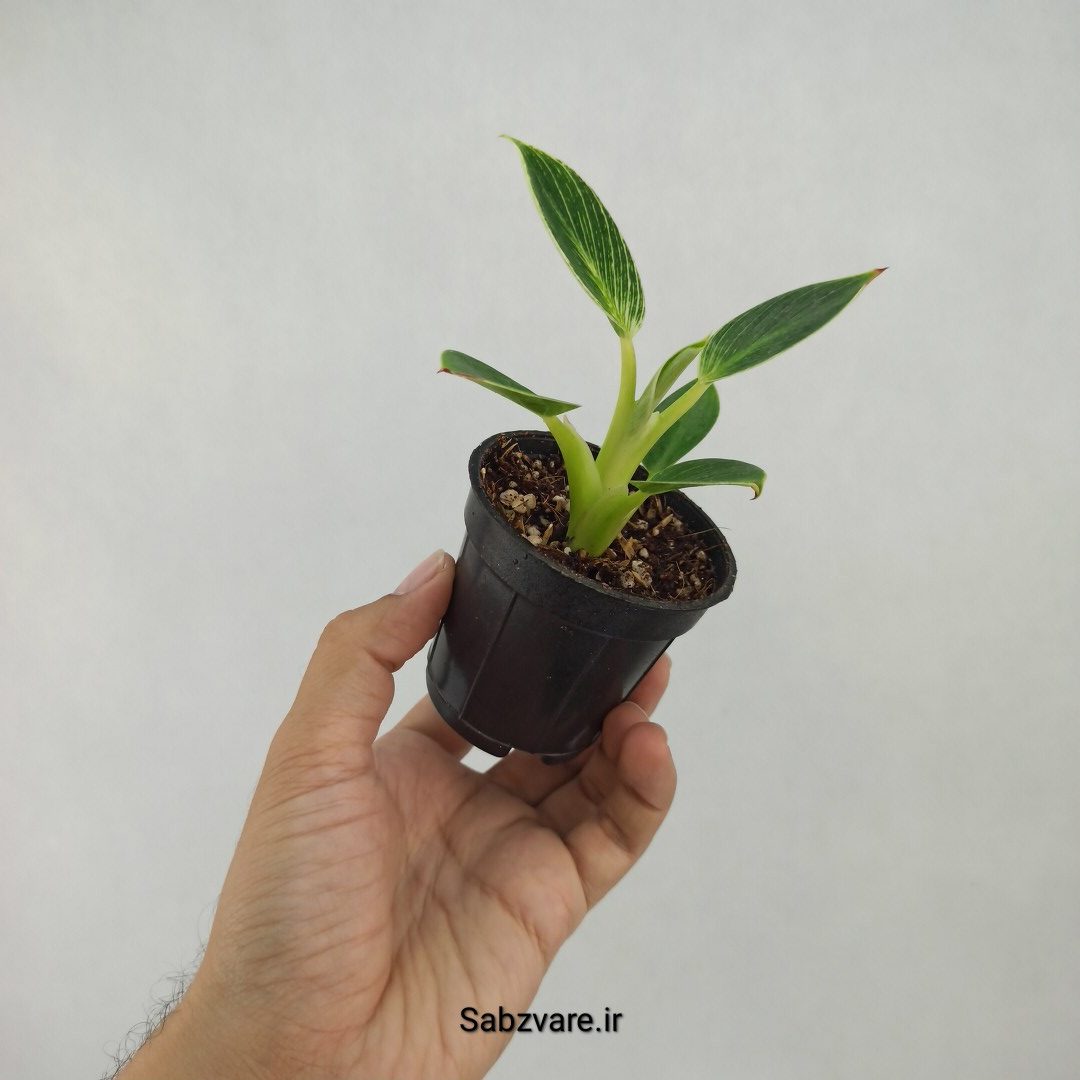 فیلودندرون برکین (M23380) - Image 2
