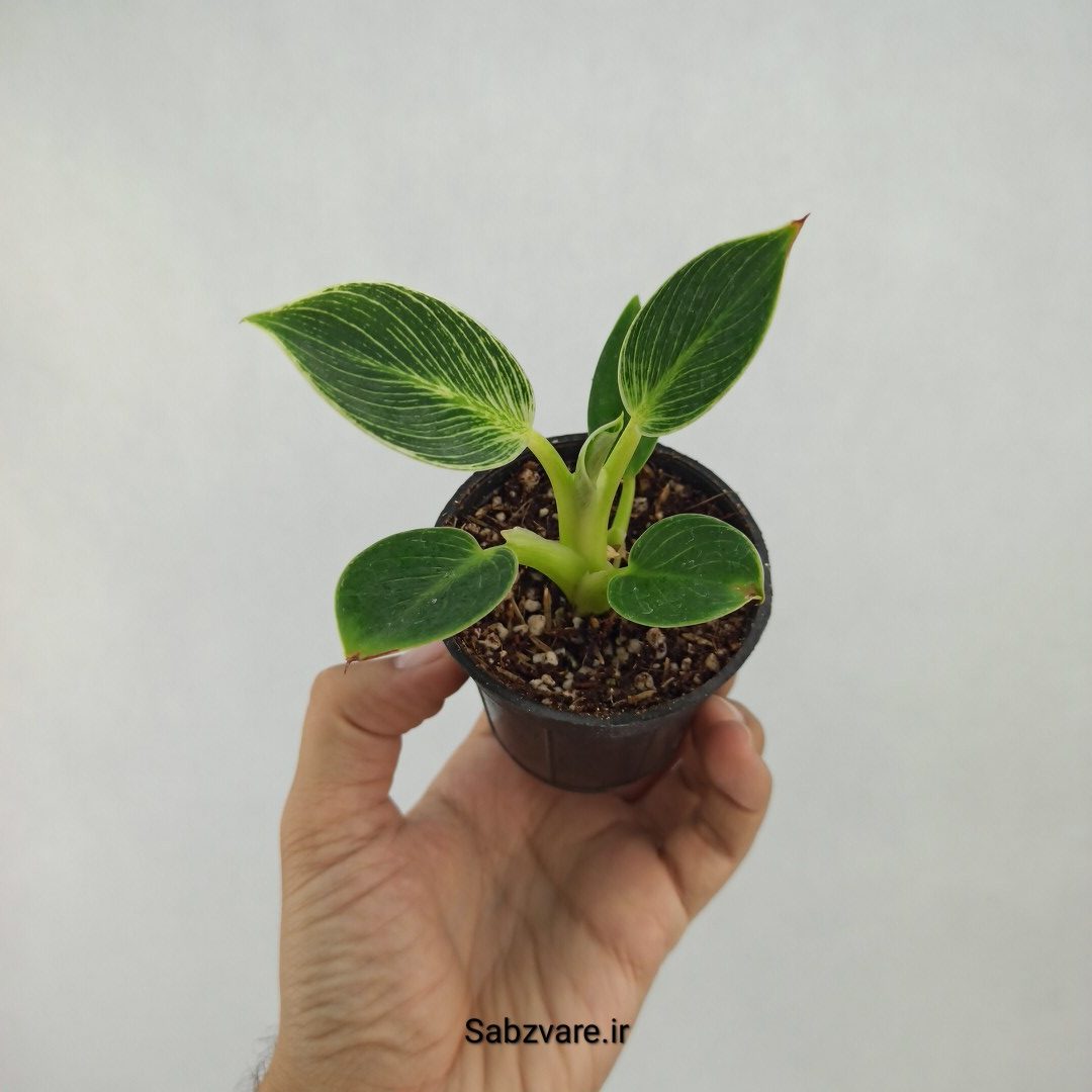 فیلودندرون برکین (M23380)