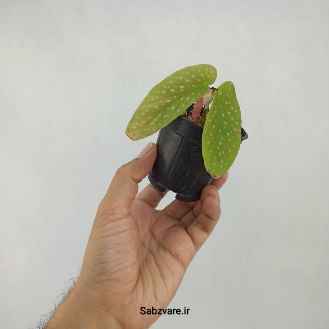 بگونیا آلبوپیکتا (M23387) - Image 2