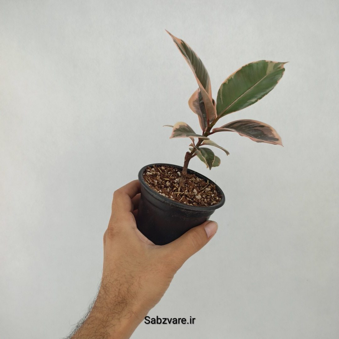 فیکوس شرابی (M23388) - Image 2