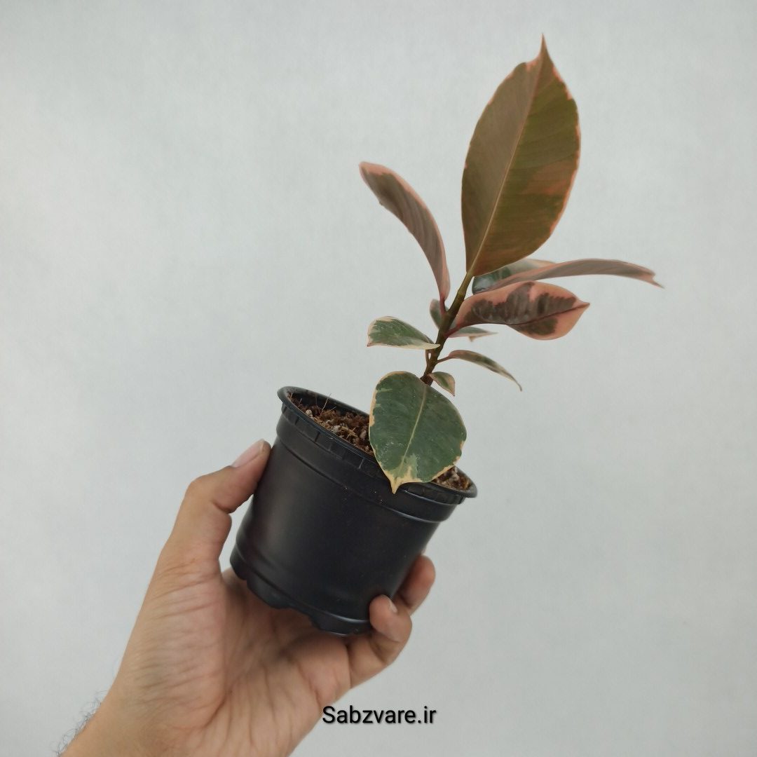 فیکوس شرابی (M23388) - Image 3