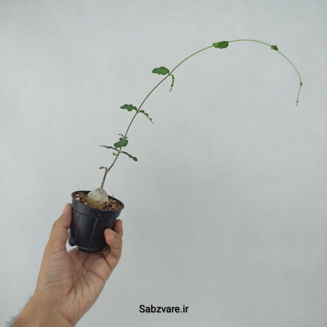 فوکیا (N23394)