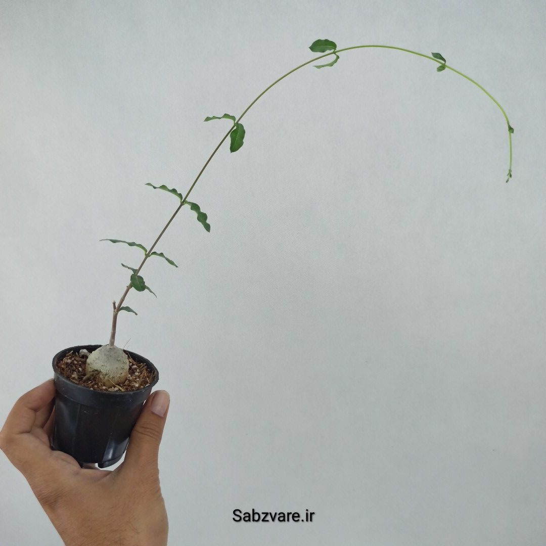 فوکیا (N23394) - Image 3