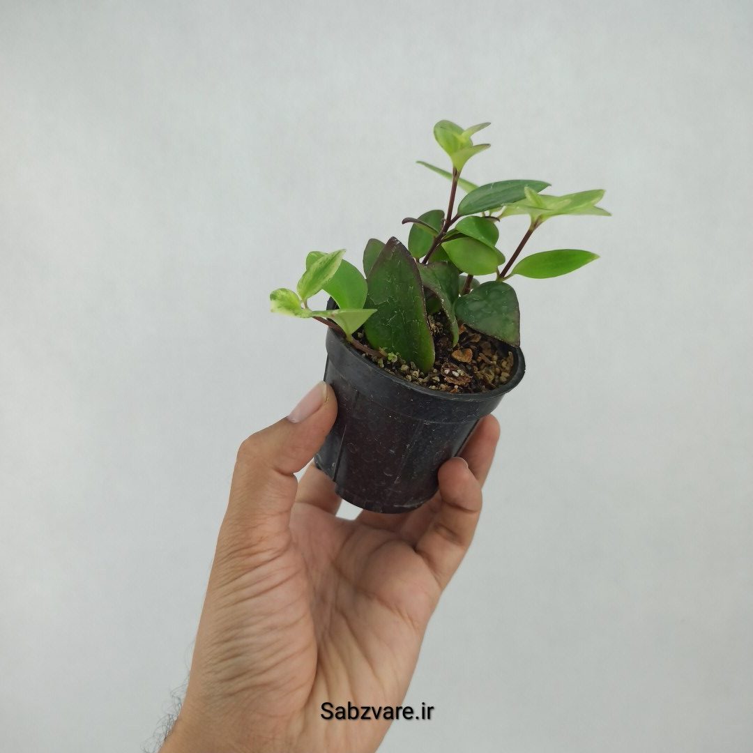 آشیانتوس رژ لبی ابلق (N23403) - Image 3