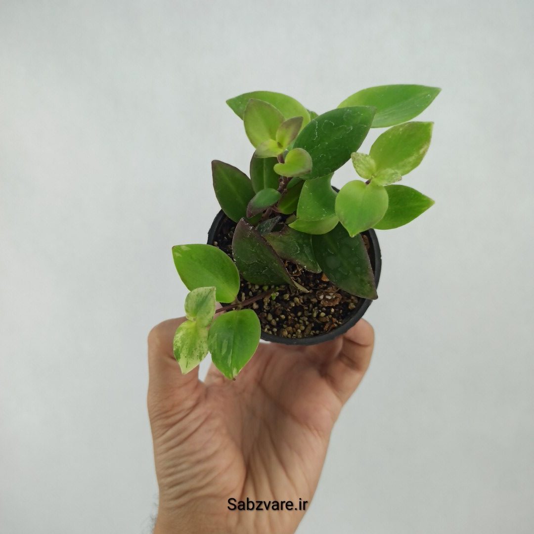 آشیانتوس رژ لبی ابلق (N23403)