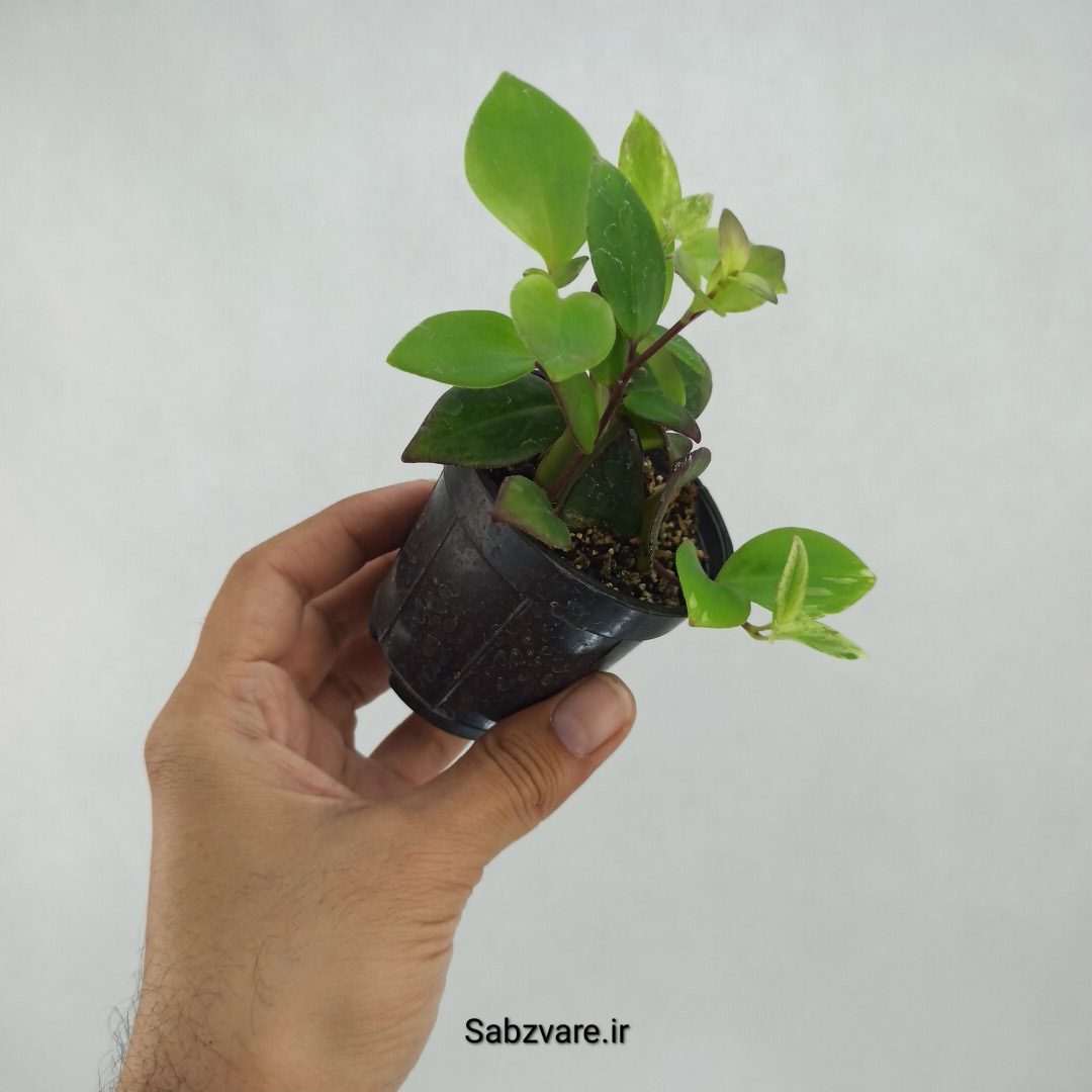 آشیانتوس رژ لبی ابلق (N23403) - Image 2