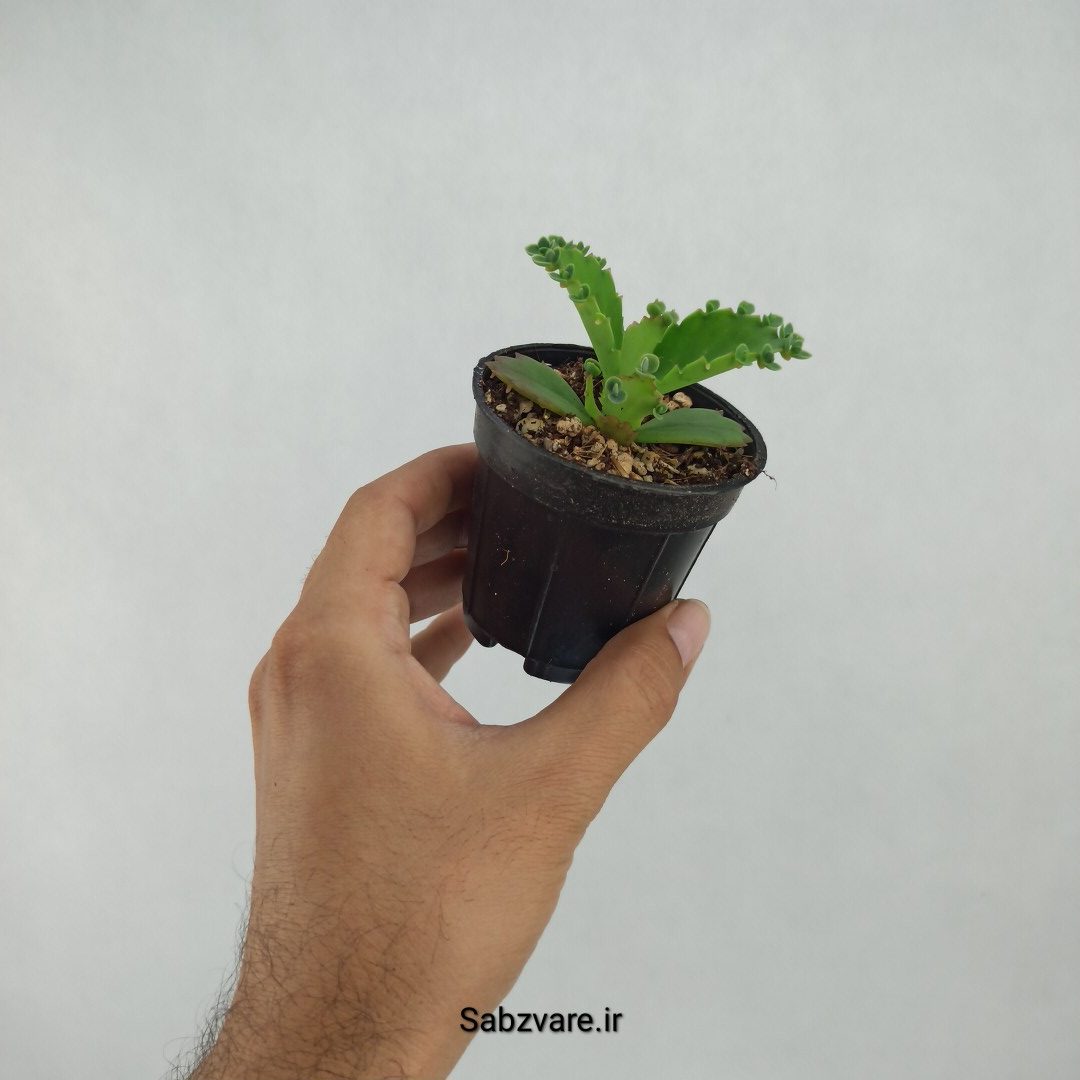 اشک تمساح (N23407) - Image 2