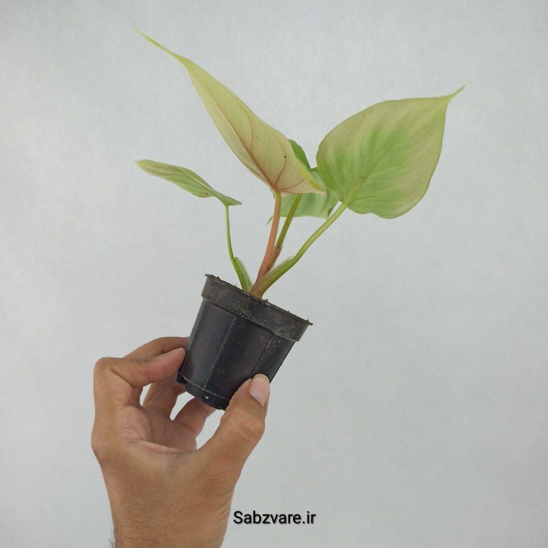 فیلودندرون مامی سیلور (N23408) - Image 3
