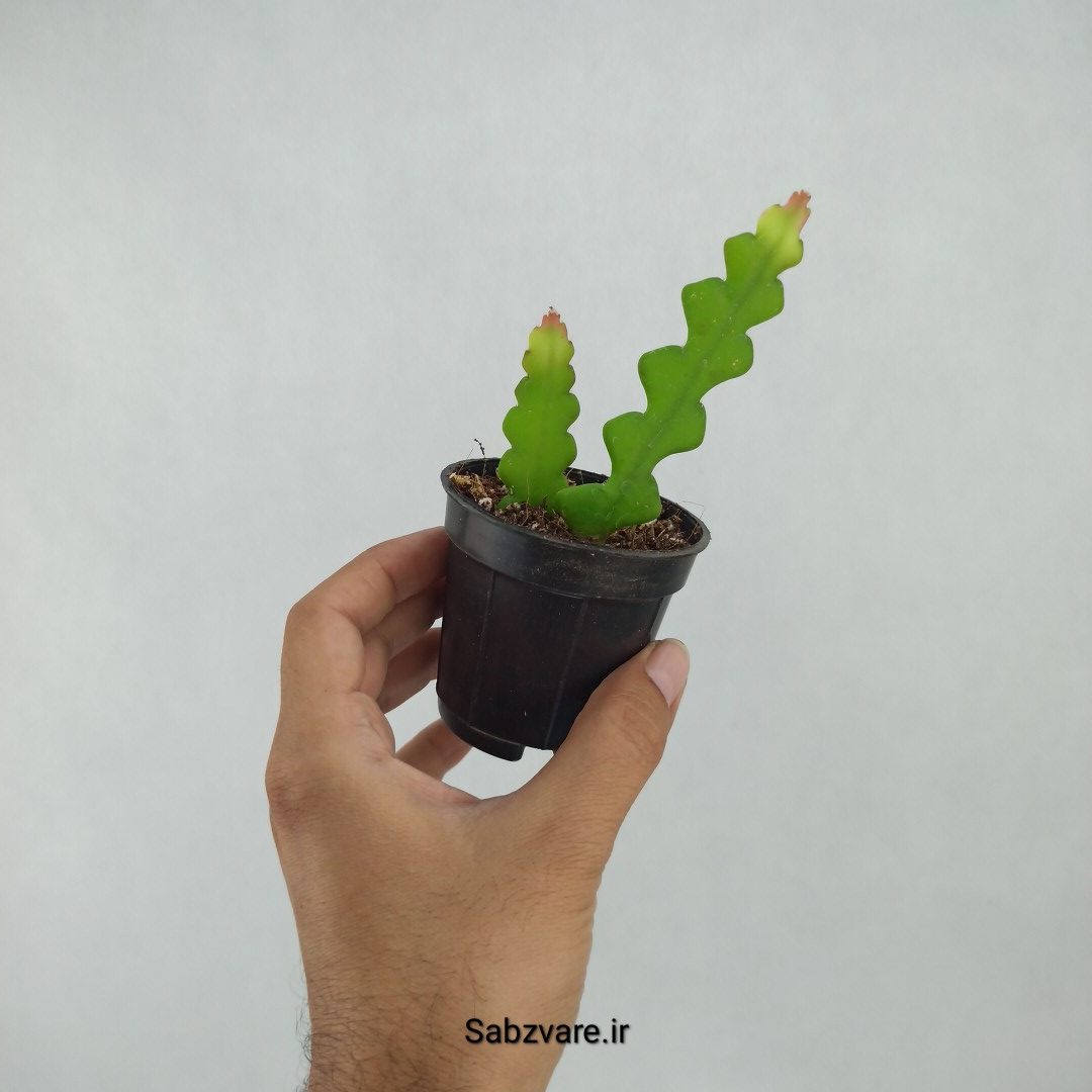 اپیفیلوم زیگزاگی (N23409) - Image 3