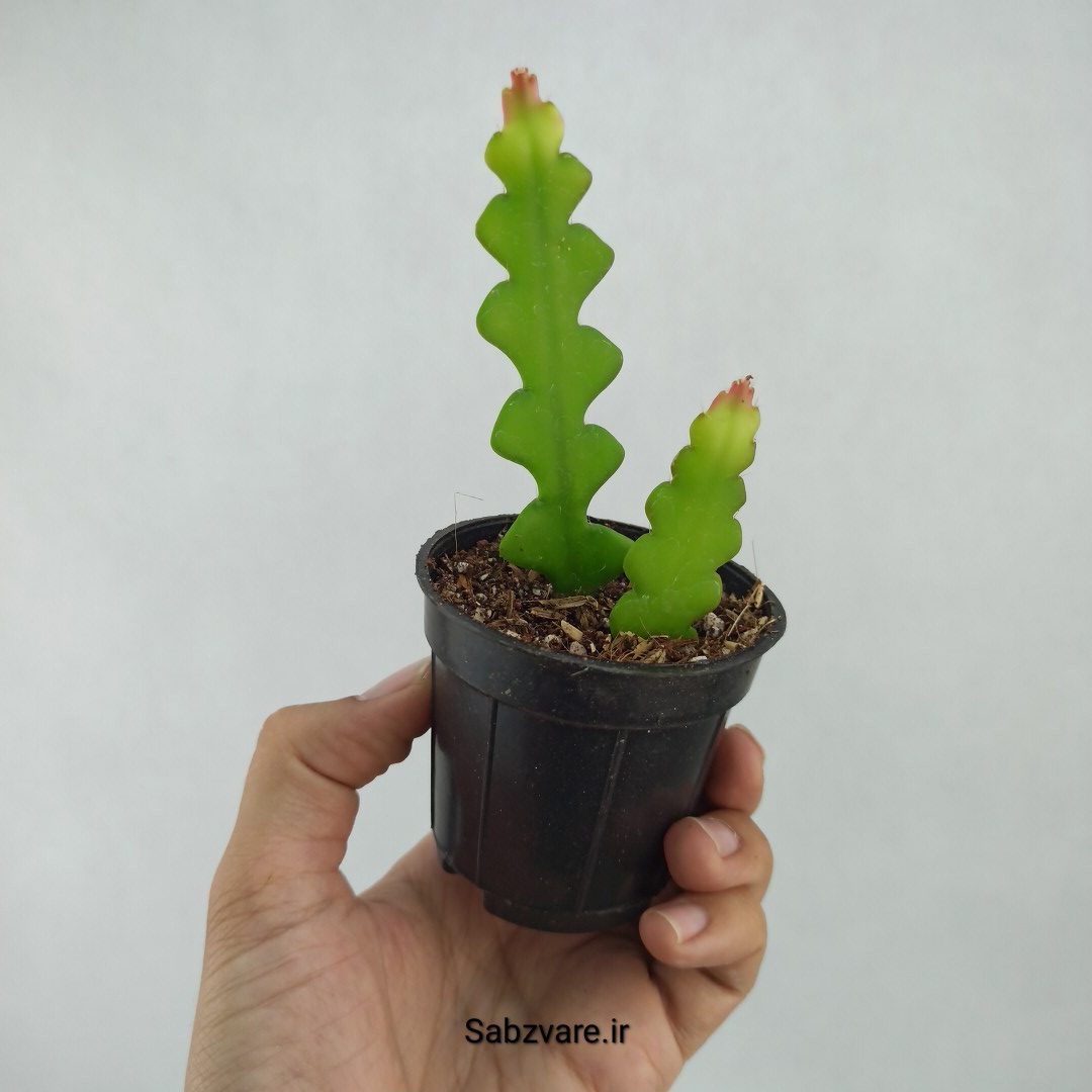 اپیفیلوم زیگزاگی (N23409) - Image 2