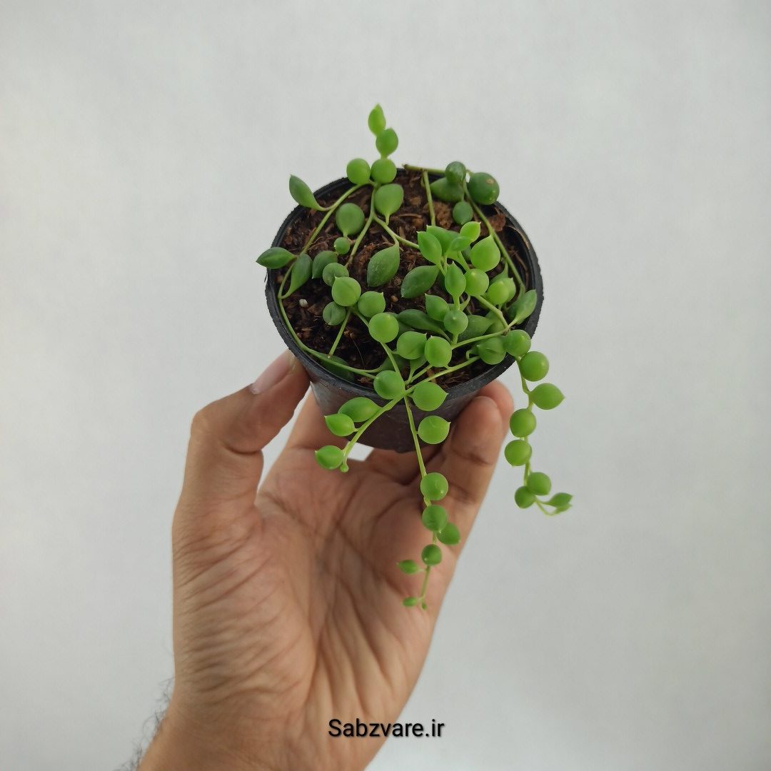 غوره ای (O23419)