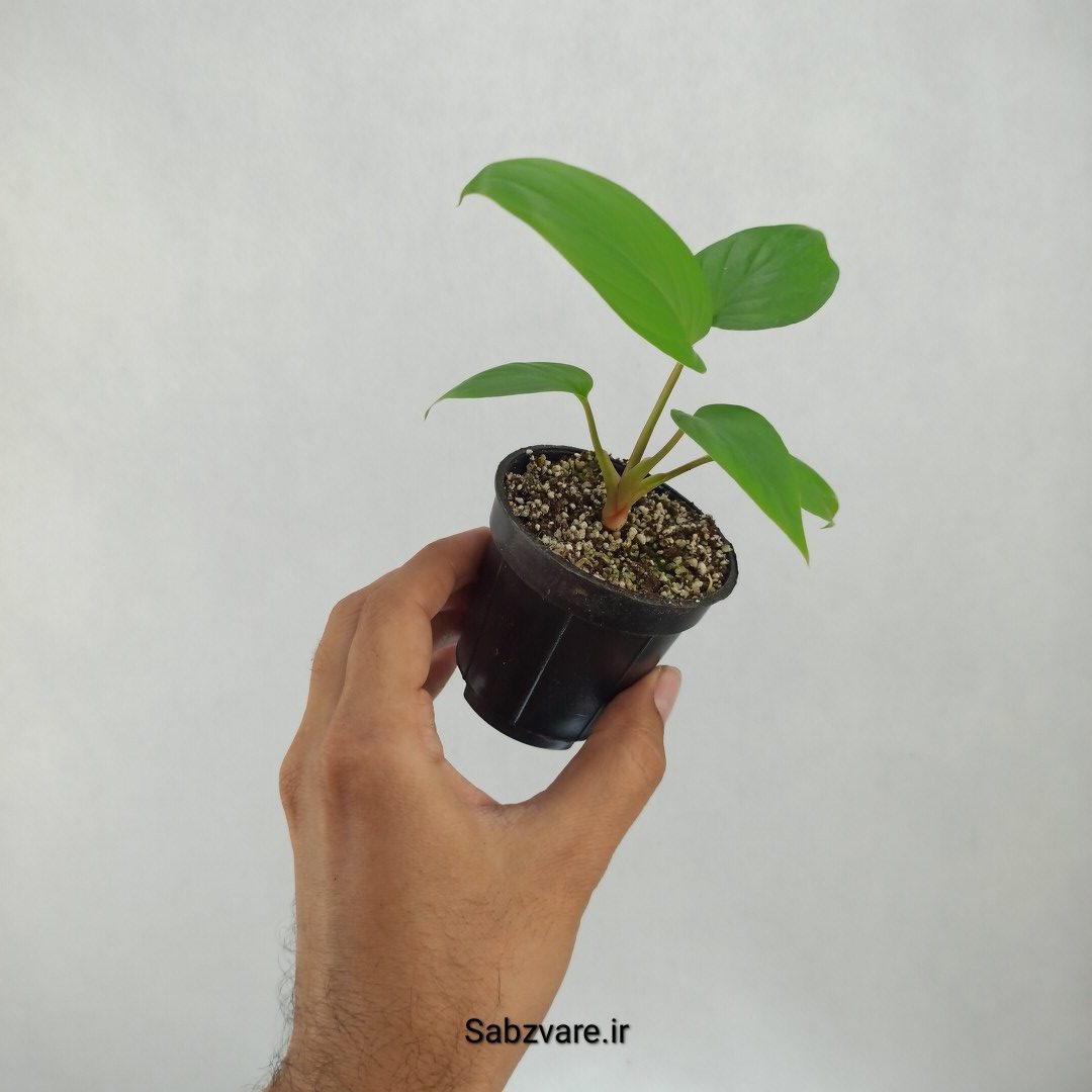 هومالومنا مگی (O23422) - Image 2