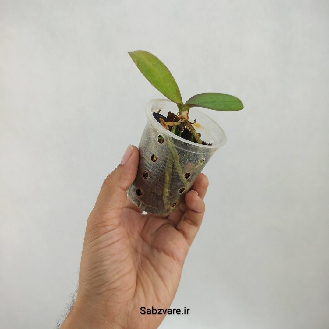 ارکیده فالانوپسیس (O23425) - Image 2
