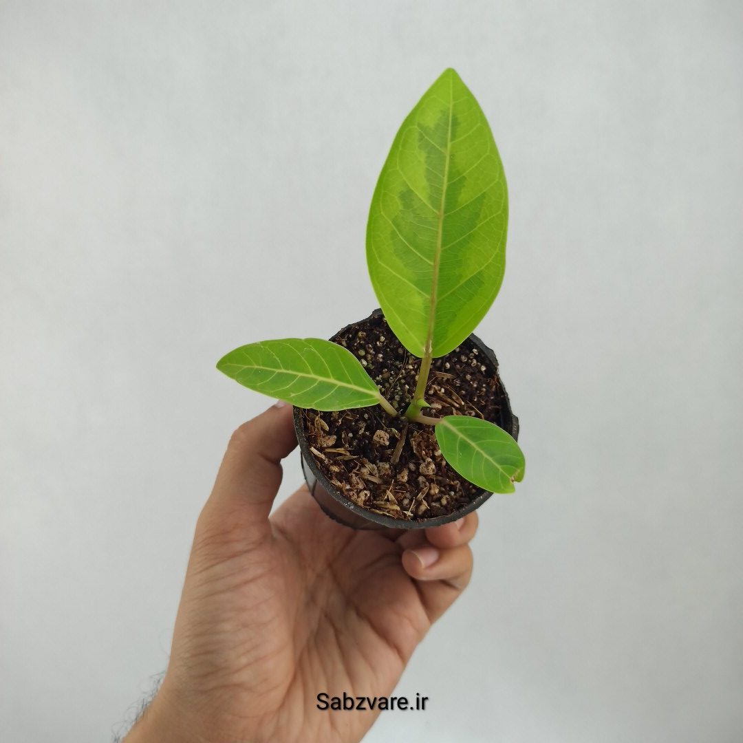 فیکوس آلتیسیما (O23427)