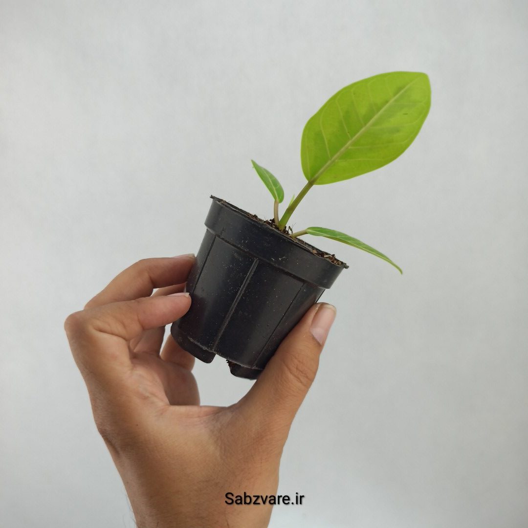 فیکوس آلتیسیما (O23427) - Image 3