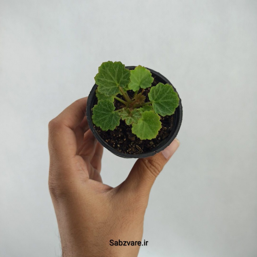 ساکسی فراژ (P23432)