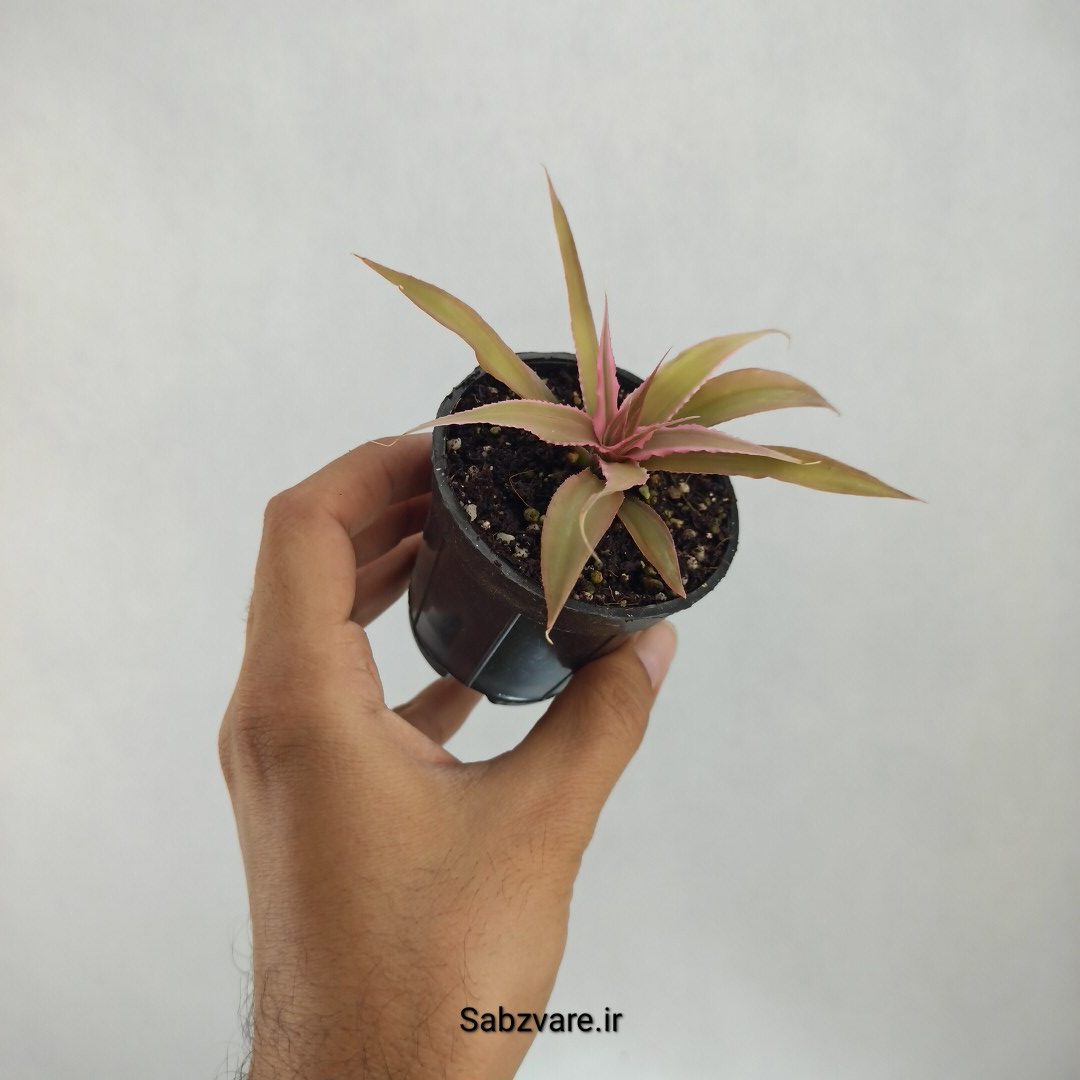 کریپتانتوس صورتی (P23445) - Image 2