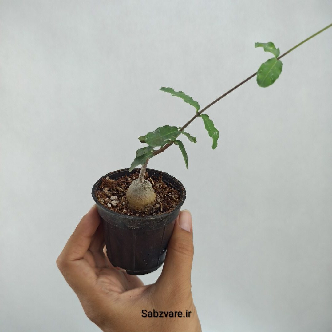 فوکیا (P23448) - Image 3
