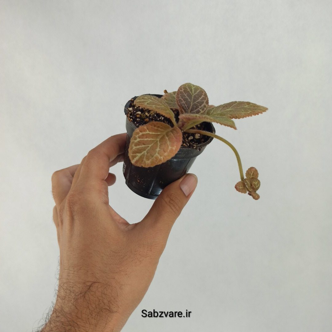 اپیشیا (Q23455) - Image 3