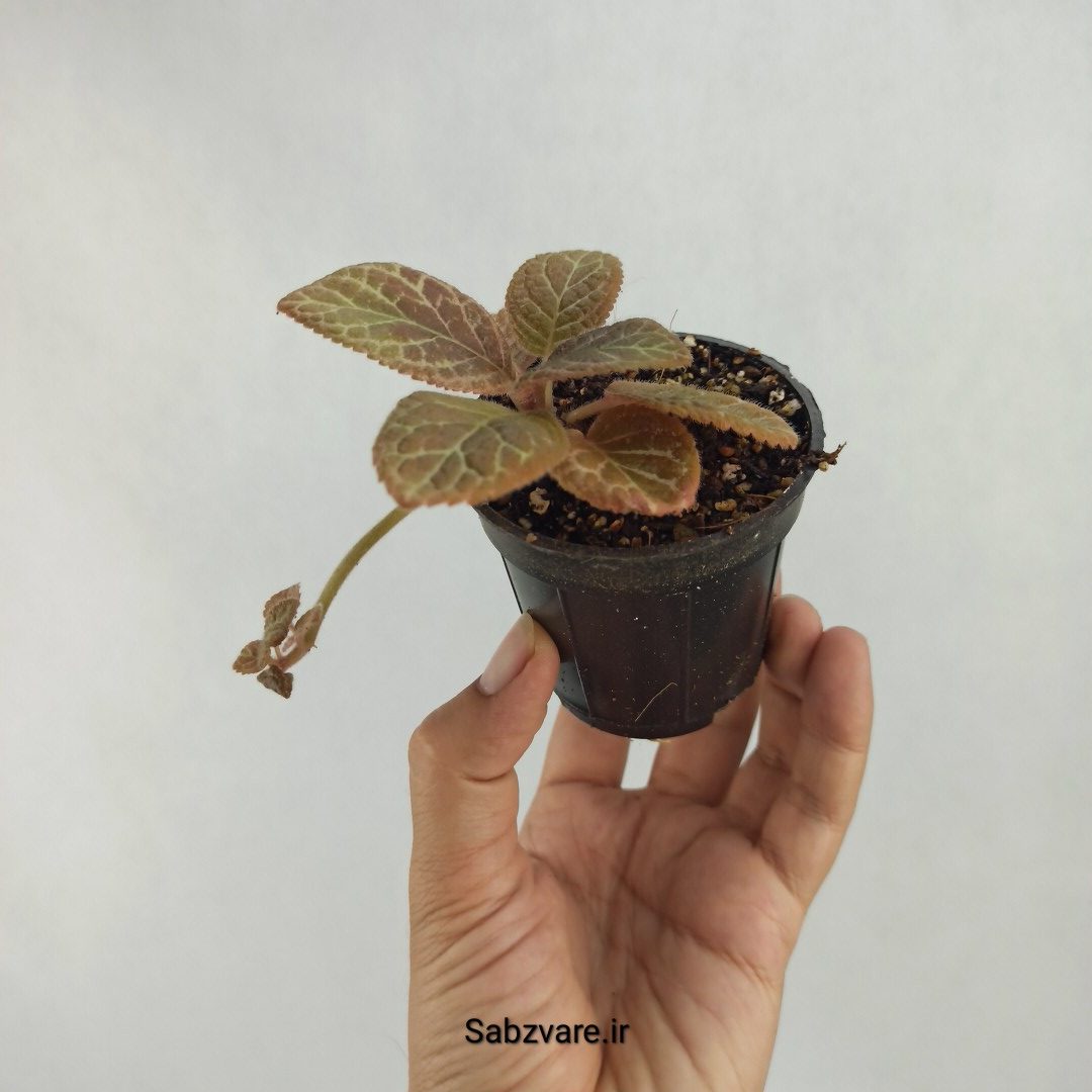 اپیشیا (Q23455) - Image 2