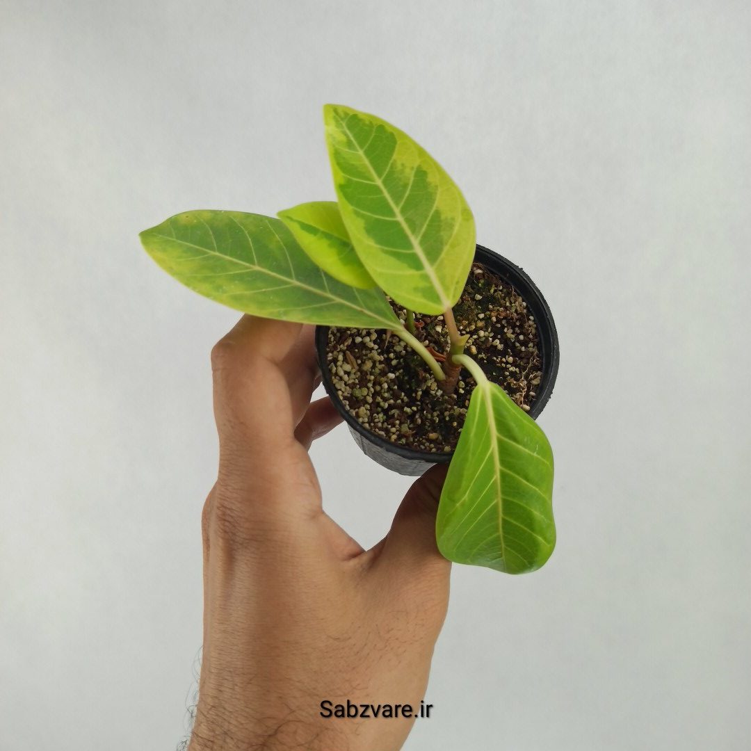 فیکوس آلتیسیما (Q23457)
