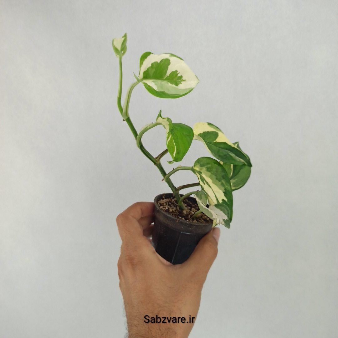 پتوس ارتشی (Q23458) - Image 2