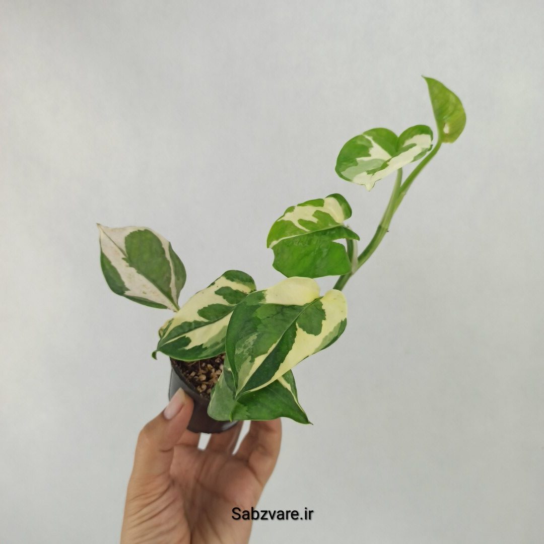 پتوس ارتشی (Q23458) - Image 3