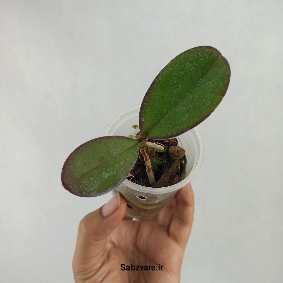 ارکیده فالانوپسیس (Q23464)